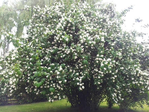 fleurs du manoir